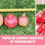 Popular Garden Varieties of Pomegranate