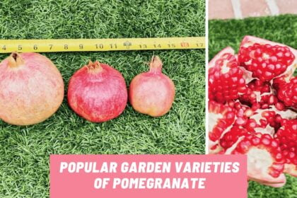 Popular Garden Varieties of Pomegranate