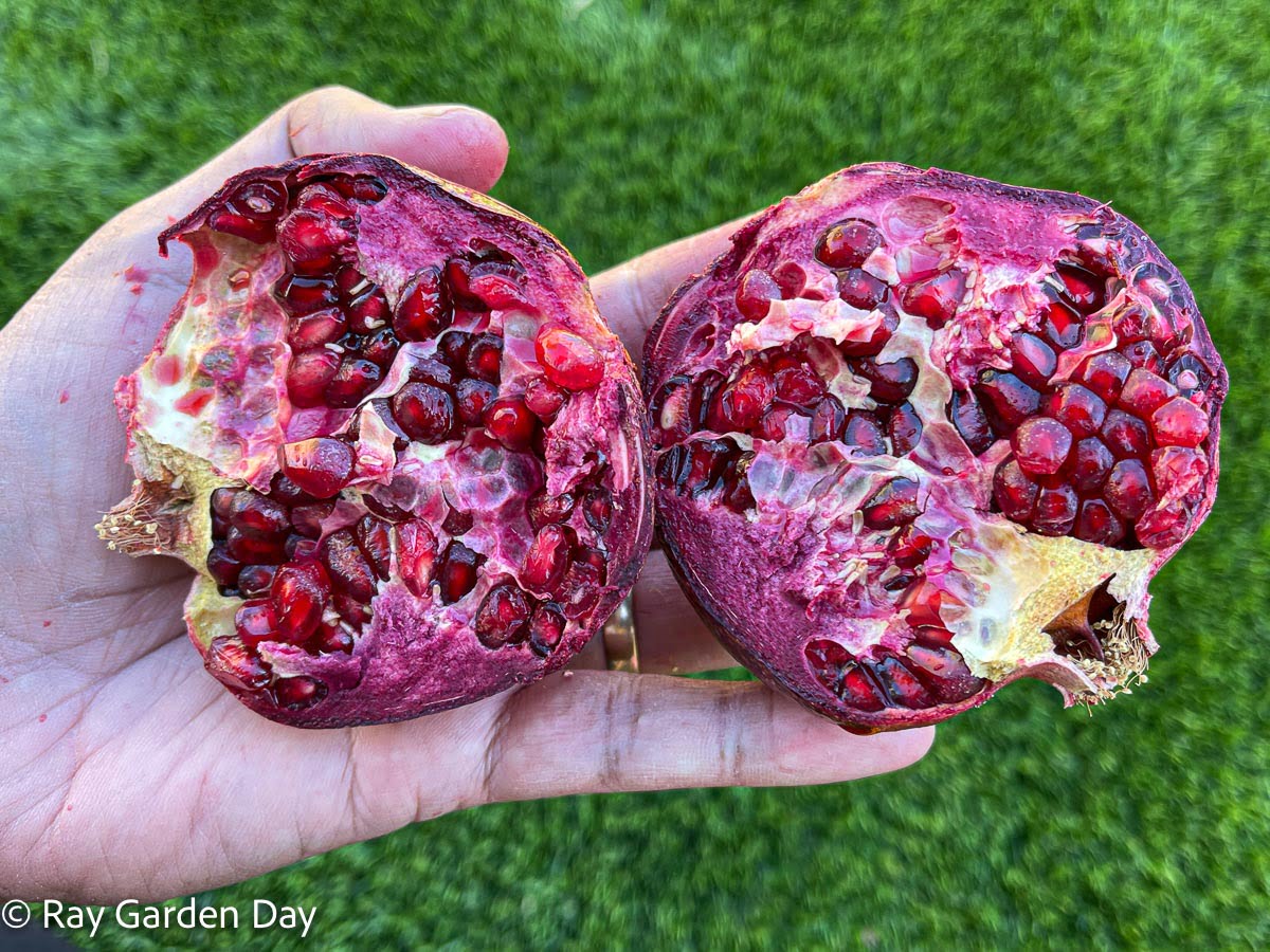 Open Wonderful pomegranate fruit revealing red-purple arils