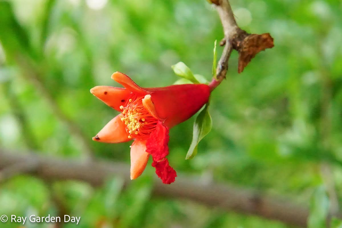 A bright red pomegranate flower and 3 cm in diameter, with three to seven petals on a fruit variety tree.