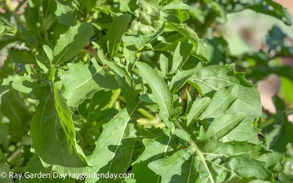 Arugula easy to grow herb for your home garden