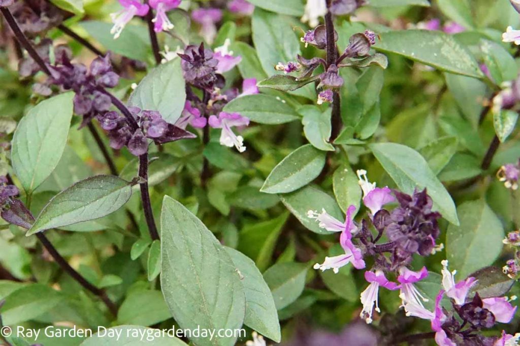 Thai basil is ideal for in pots and in-ground growing