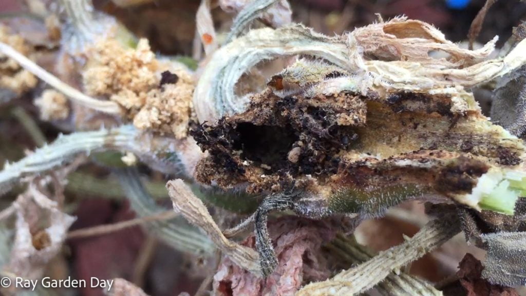 Squash vine damaged by borers