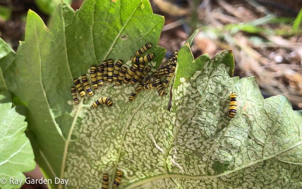 Larvae of the grapeleaf skeletonizer