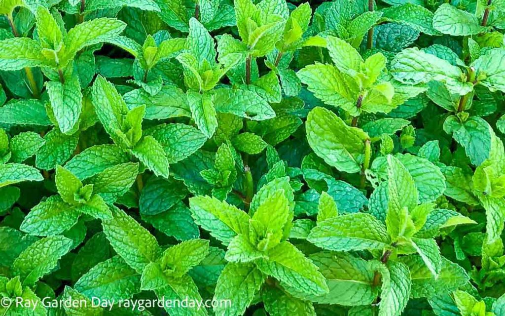 Mint is a fast-growing herb and easy to grow