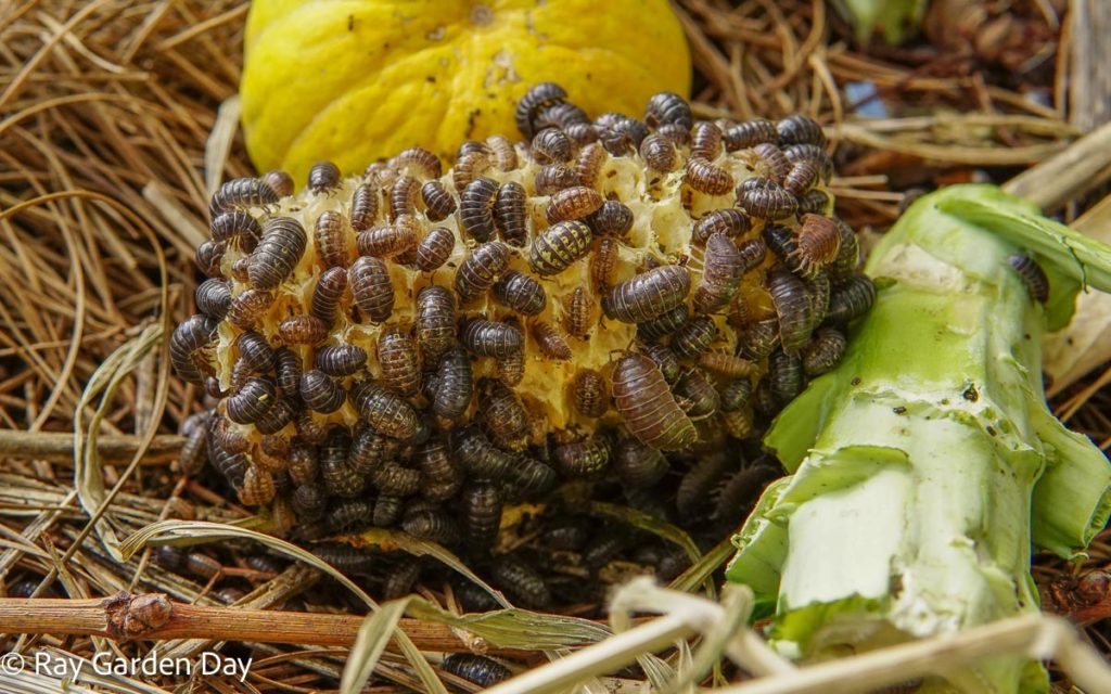 Pillbugs feeding on corn and garden scraps
