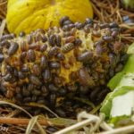 Pillbugs feeding on corn and garden scraps