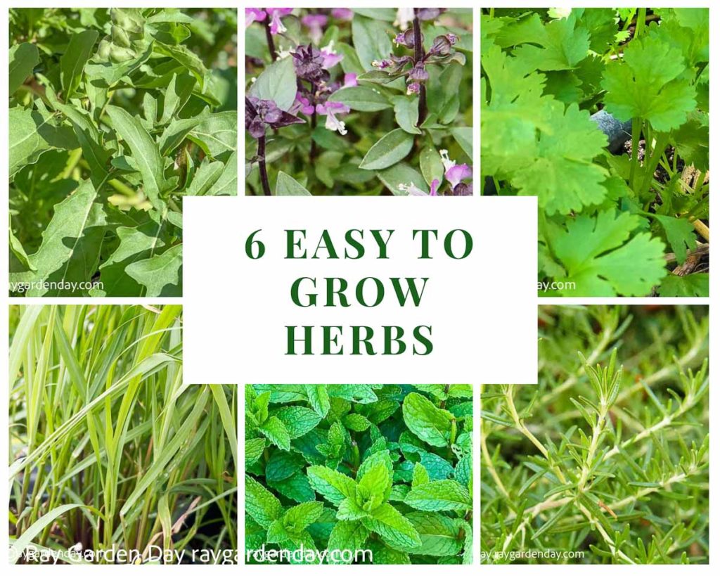 Garden Herbs - Ray Garden Day