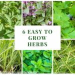 6 Easy to Grow Herbs for Urban Garden