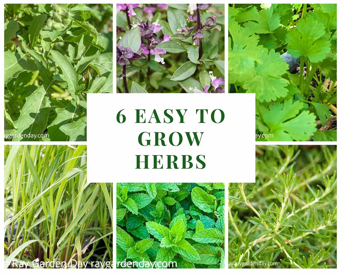 6 Easy To Grow Herbs Ray Garden Day 