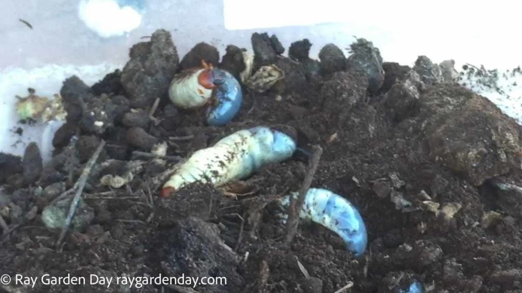 Beetle grub worms in soil