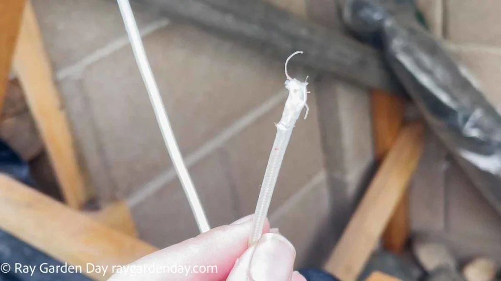 How to Get Rid of Pack Rats Naturally Ray Garden Day