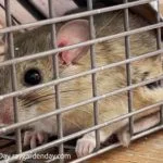 Packrats are common garden pests in Arizona
