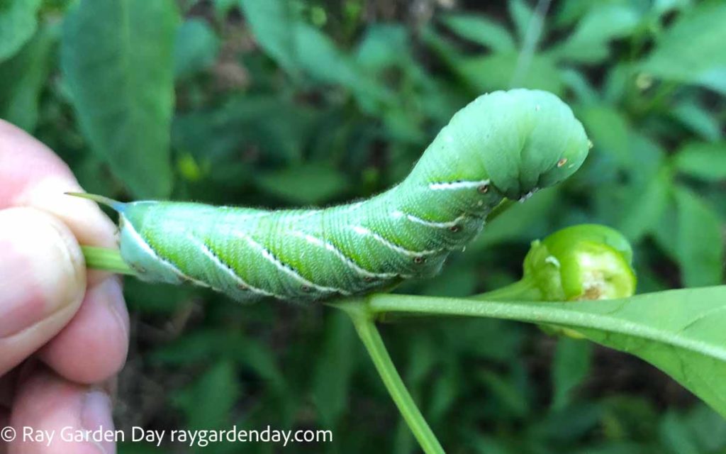 Tomato hornworm feeding on pepper plant