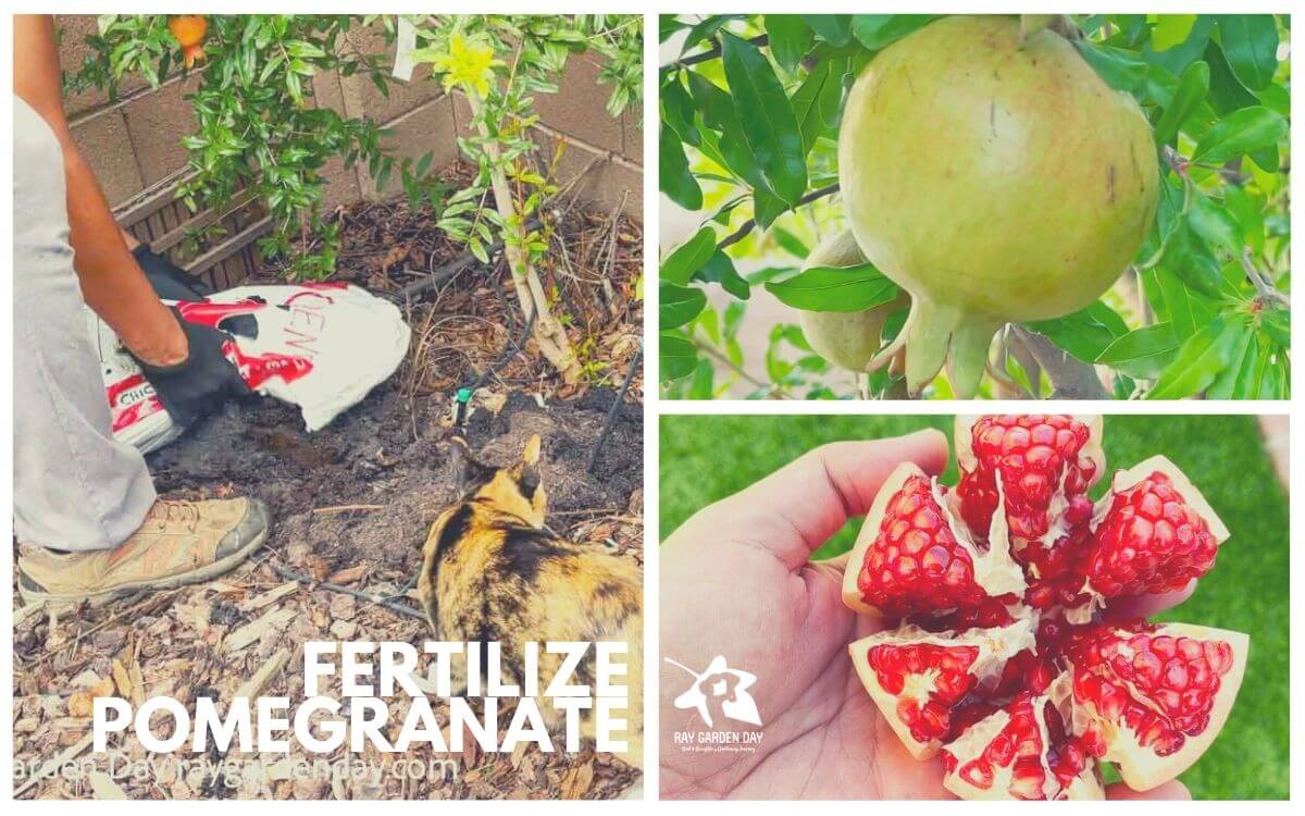 When to fertilize your pomegranate
