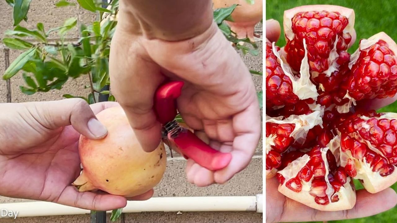 When to Harvest Parfianka Pomegranate - Ray Garden Day