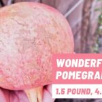 Backyard Wonderful pomegranate harvest with fruit measurements