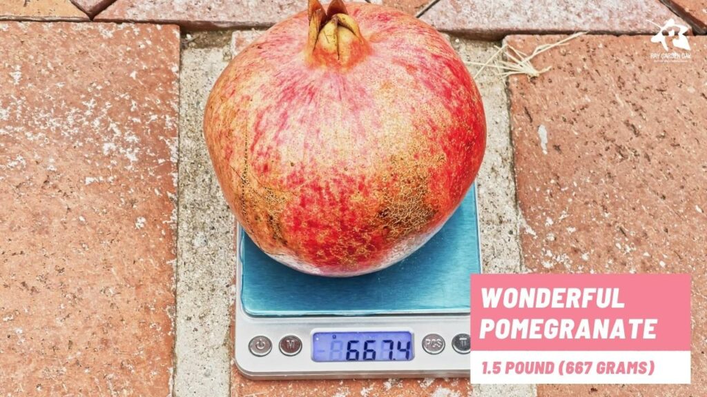 Measuring Wonderful pomegranate