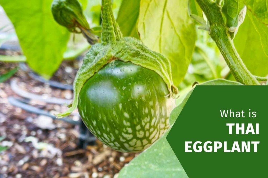 What is Thai eggplant Ray Garden Day