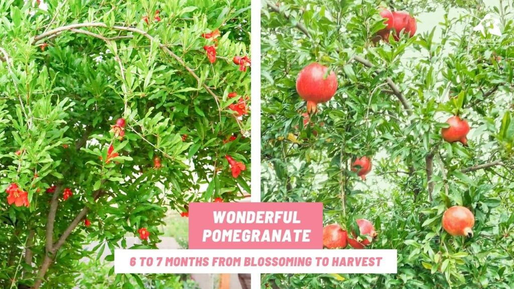 Wonderful pomegranate ripe 6 to 7 months from blossoming to harvest.
