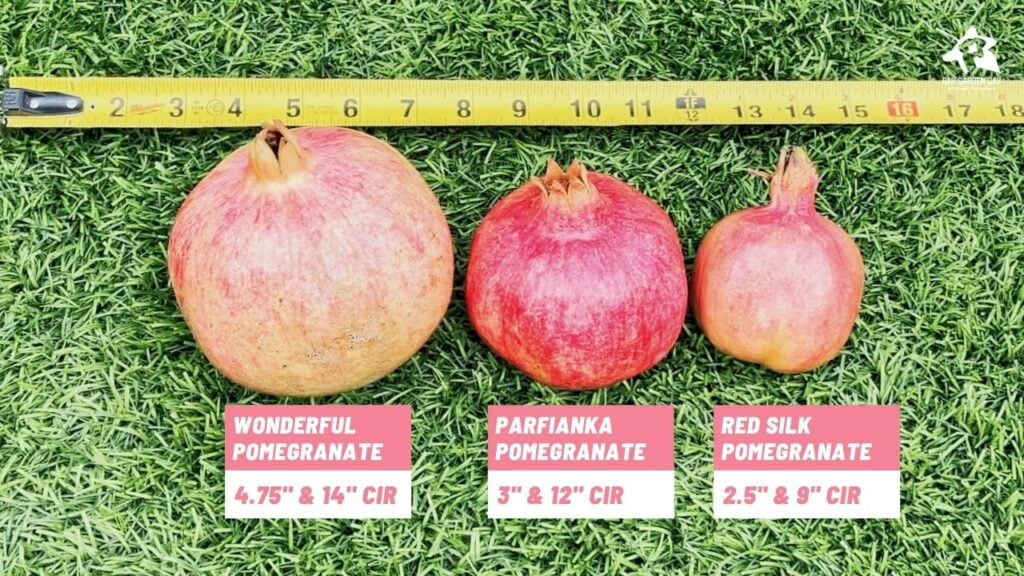 Wonderul Parfianka and Red Silk pomegranate measurements
