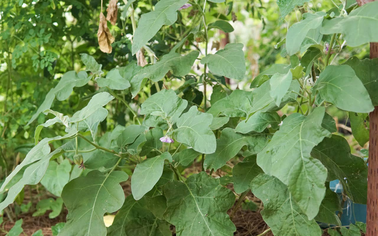 What is Thai eggplant - Ray Garden Day