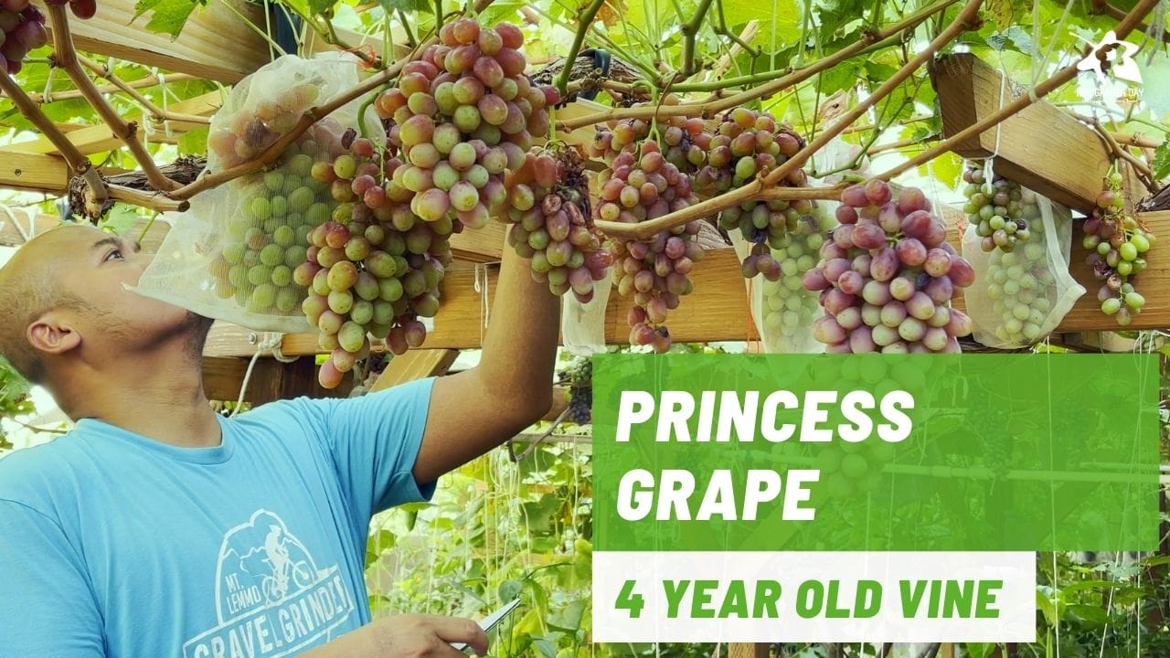 https://raygardenday.com/wp-content/uploads/2022/01/4-Year-old-Princess-grapevine-in-Zone-9a.jpg