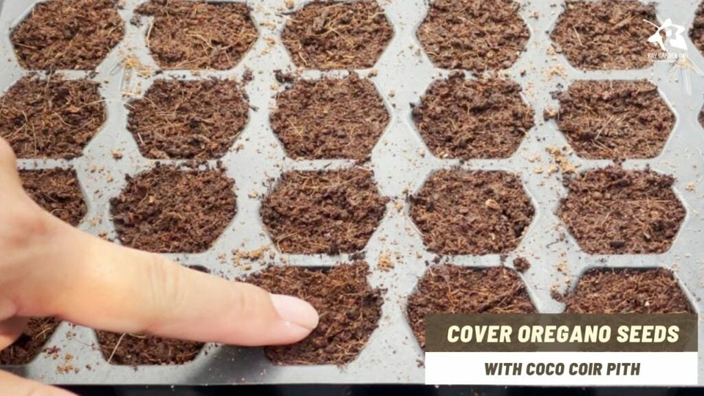 Cover the oregano seeds with starting mix