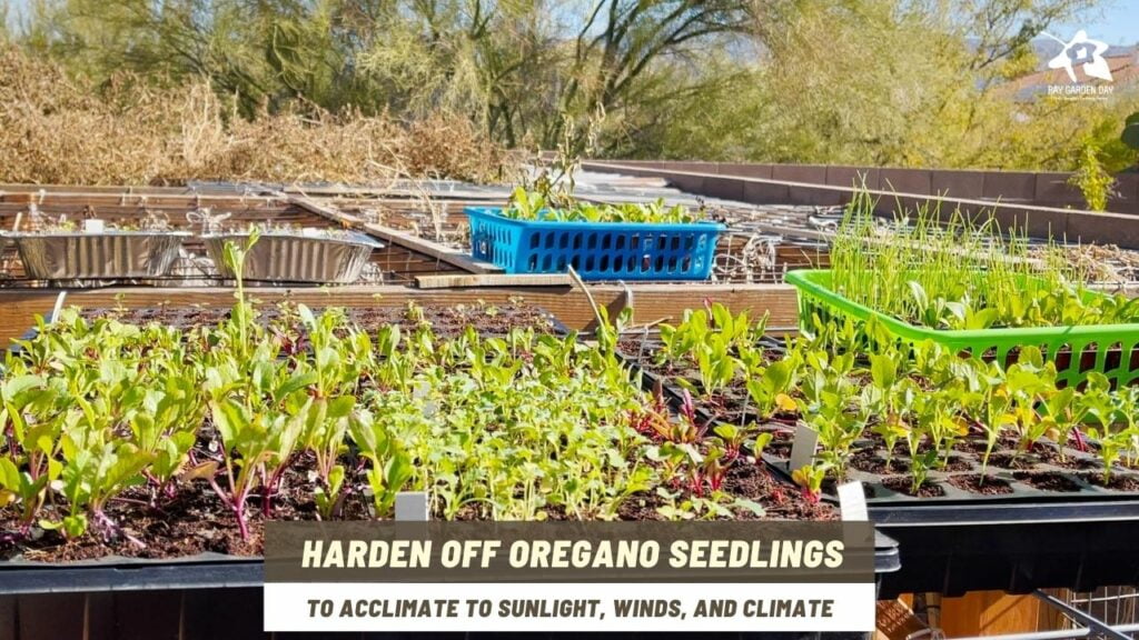 Grow oregano from seeds - hardening off oregano seedlings