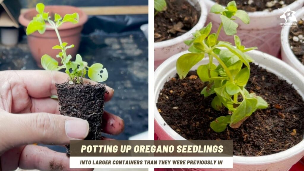 Grow oregano from seeds - potting up oregano seedlings