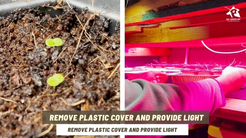 Grow oregano from seeds - remove dome lid and grow under light
