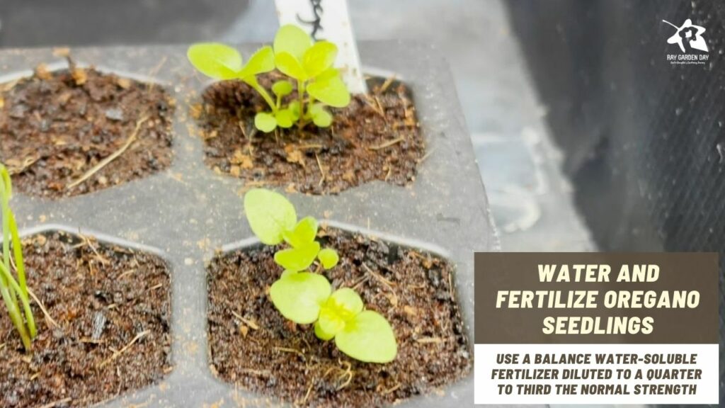 Grow oregano from seeds - water and fertilize