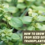 How to grow oregano from seed sowing to transplanting