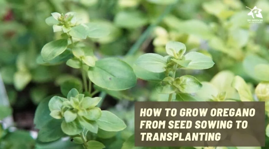 How to grow oregano from seed sowing to transplanting