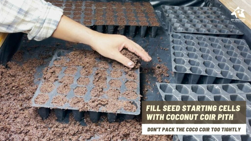 Fill the containers or seed starting cells with coconut coir