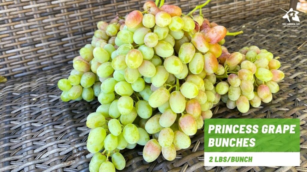 Princess grape weighs 2 lbs per bunch
