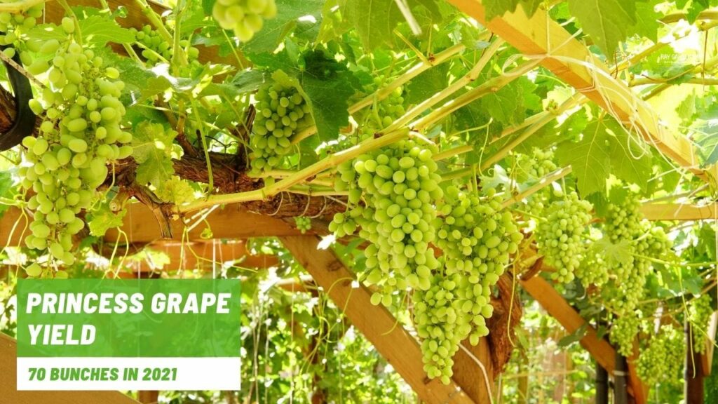 Princess grape yields 70 bunches