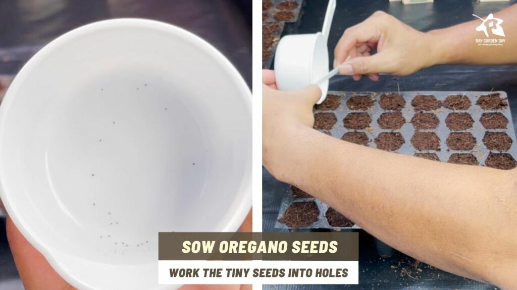 Sow the oregano seeds