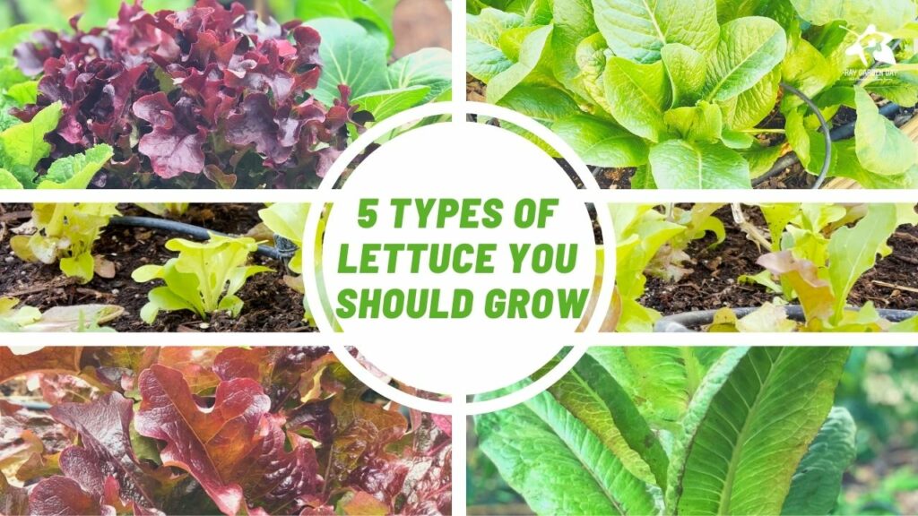 5 Types of lettuce you should grow Ray Garden Day