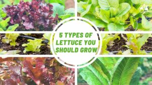 5 Types of lettuce you should grow - Ray Garden Day