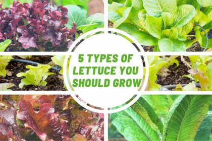 5 types of lettuce you should grow