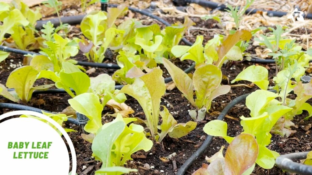 Baby leaf lettuce Mesclun Cut-and-come-again gardening