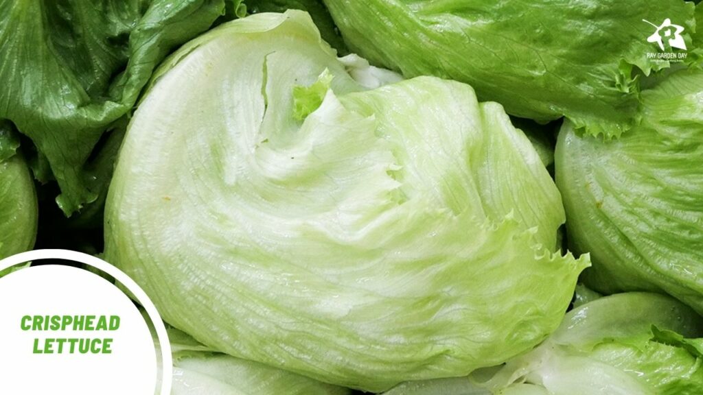Crisphead lettuce Iceberg lettuce