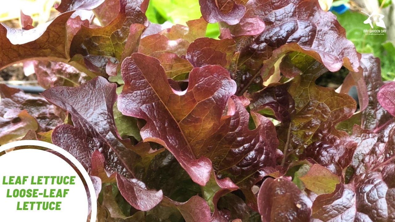 5 Types of lettuce you should grow Ray Garden Day