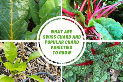 What is Swiss chard and popular chard varieties to grow