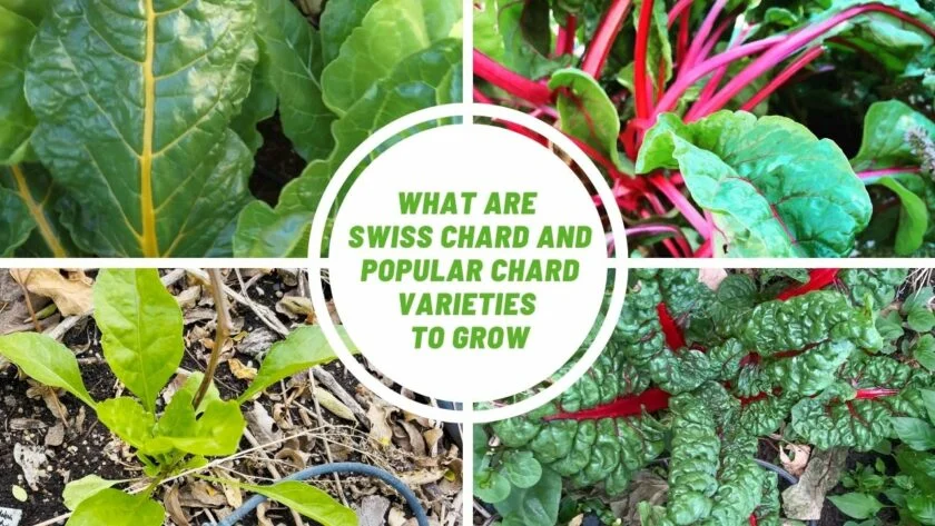 What Are Swiss Chard And Popular Chard Varieties To Grow Ray Garden Day