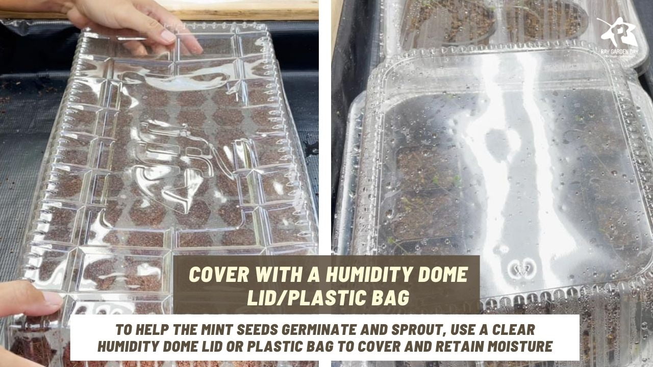 To help the mint seeds germinate and sprout, use a clear humidity dome lid or plastic bag to cover and retain moisture.