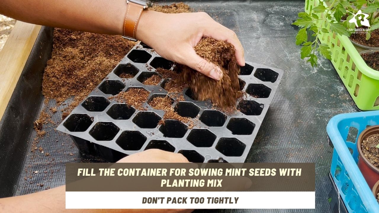 Fill the container for sowing mint seeds with the starting mix