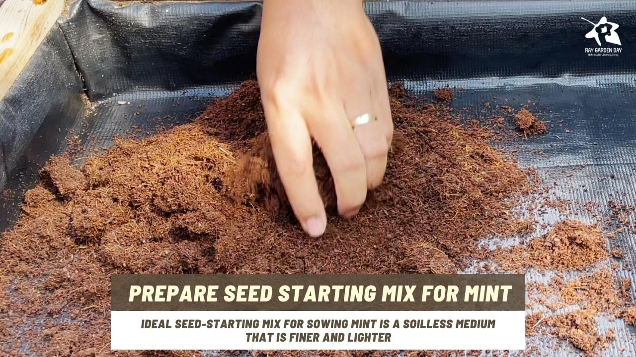 The seed starting mix for mint should also hold onto moisture without being soggy