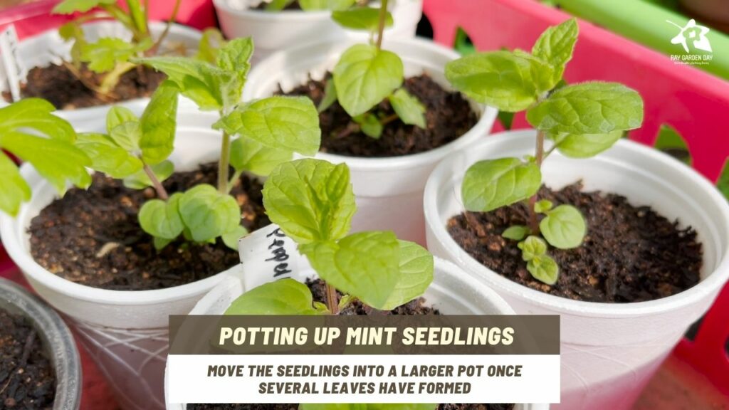 How to grow mint a stepbystep guide from seed sowing to